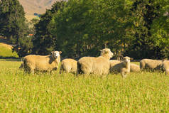 绵羊农场在绿色玻璃, 农场动物