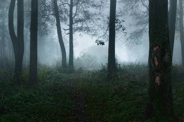 一条穿过黑暗神秘<strong>森林</strong>的小路。高大的树在浓密的晨雾中显得轮廓分明.光线流过树干。可怕的风景。幻想、<strong>童话</strong>、沉默