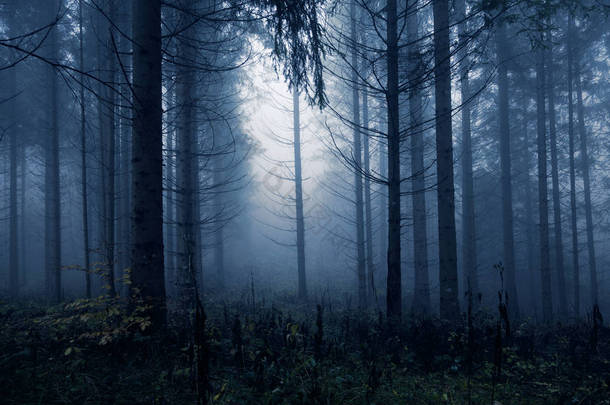 深蓝色的<strong>诡异</strong>和雾蒙蒙的针叶树森林景观。使用的蓝色滤镜效果.