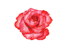 白色背景上的红玫瑰。水彩手绘