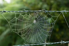 清晨的露水的蜘蛛网