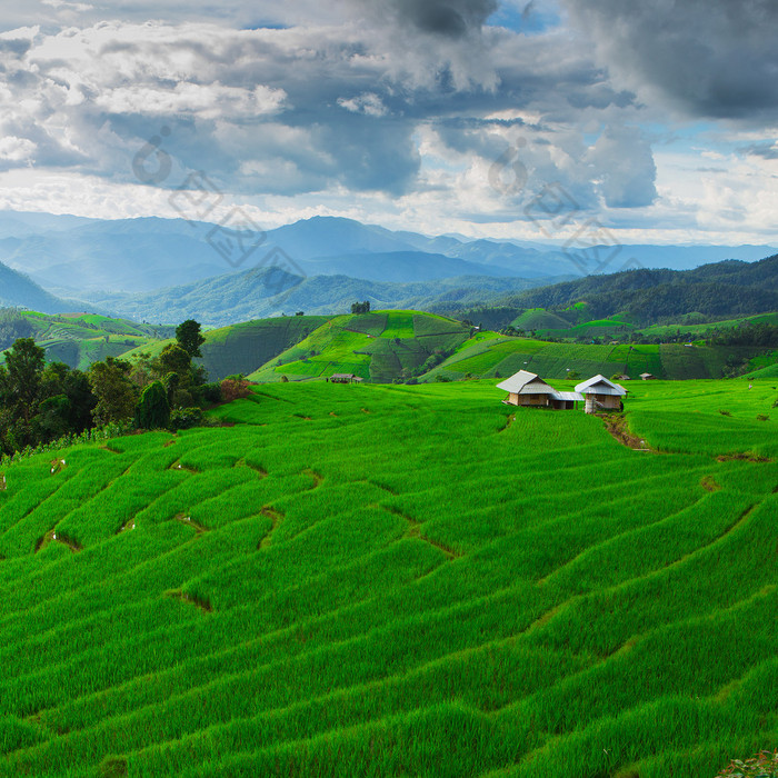 禁止 Papongpieng 水稻梯田，清迈，泰国北部