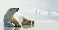 北极熊躺在冰在环境中的冰山一角..