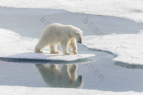 北极熊 （熊绕杆菌） Spitsberg 北部浮冰上