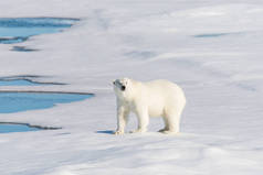 北极熊在包冰上