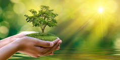 环境地球日在生长着幼苗的树木手中。Bokeh green Background Female hand holding tree on nature field grass Forest conser