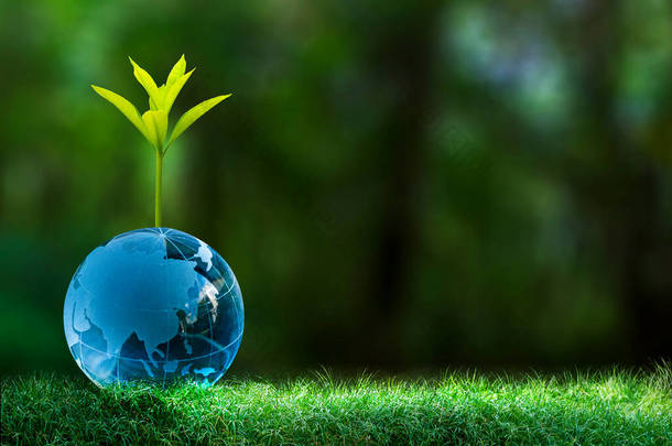 可再生能源概念地球日或环境保护保护生长在地面上的森林，帮助拯救地球.