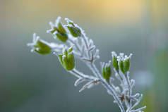初秋的早晨,霜冻使植物相形见绌