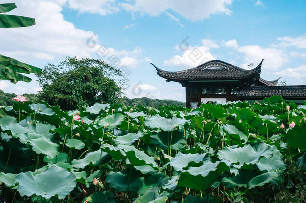 杭州西湖风景名胜区荷花落叶的传统建筑