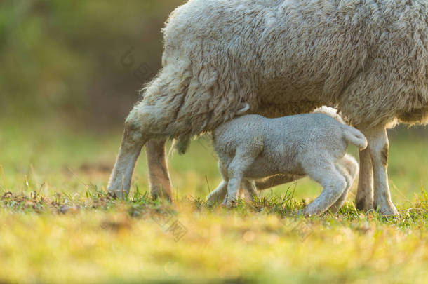 母亲在草地上喂<strong>养</strong>幼羊羔, 清晨在<strong>春季</strong>.