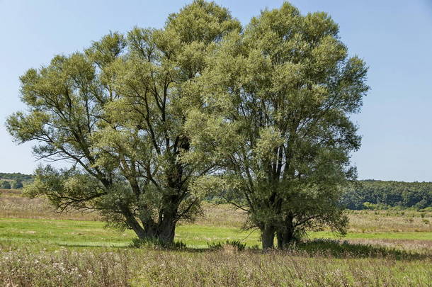 夏季自然景观与绿色的空地, 花卉, 森林和大白<strong>柳树</strong>或<strong>柳树</strong>, Sredna 戈拉山, Ihtiman, 保加利亚