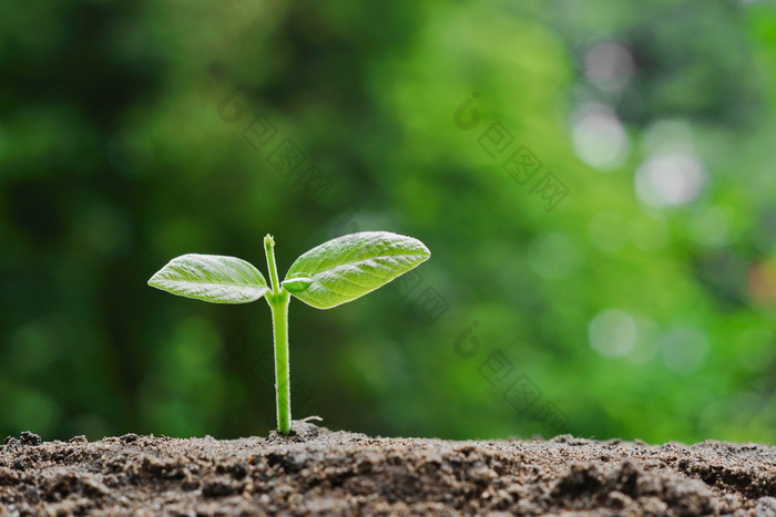 生长在肥沃的土壤上的植物幼苗