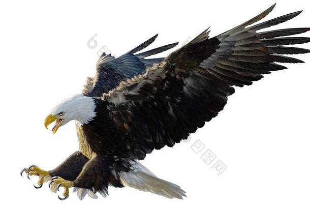 <strong>白底图</strong>上的秃鹰着陆俯冲攻击手绘和油漆.