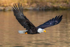 一只秃鹰在河上低空飞行寻找鱼