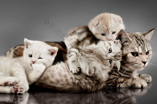 家庭小组四毛茸茸美丽的小猫与母亲, 养殖苏格兰折叠, 说谎在灰色背景