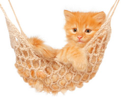 红头发的小猫睡在吊床上