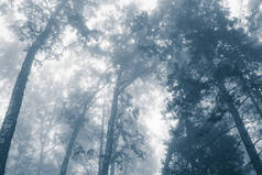 雾中的神秘森林，蓝雾中树枝的轮廓