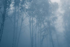 雾中的神秘森林，蓝雾中树枝的轮廓