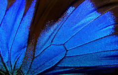 蝴蝶的翅膀尤利西斯。蝴蝶翅膀的纹理背景.包扎.