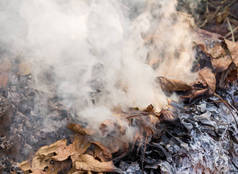 用干叶燃着的火。 燃烧树叶产生的火焰和烟雾