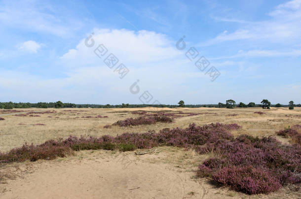 美丽的<strong>紫色</strong>草丛。荷兰国家公园里盛开的石南地。美丽的<strong>紫色</strong>地毯,石榴花,干草,戏剧化的云天.荷兰的植物