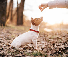 在大自然中散步的纯种小狗在秋天散步新鲜空气友谊