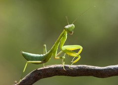 绿螳螂.
