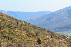 黄土梯田 vinyard
