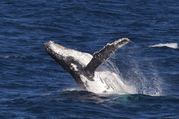 在海洋中违反的驼背鲸