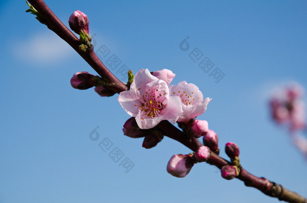 盛开的桃花树