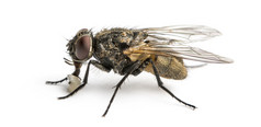 脏的普通家蝇幼虫，家蝇的侧视图