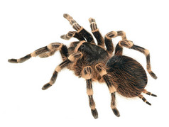 巨狼蛛 acanthoscurria geniculata