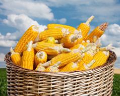 成熟的玉米，在蓝蓝的天空背景上的篮子里