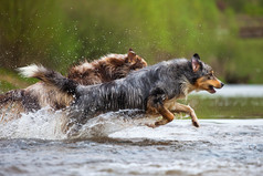 穿过一条小溪的水的两个澳大利亚牧羊犬