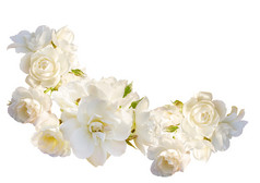 美丽的水平框架与束白玫瑰雨滴上孤立的白色背景
