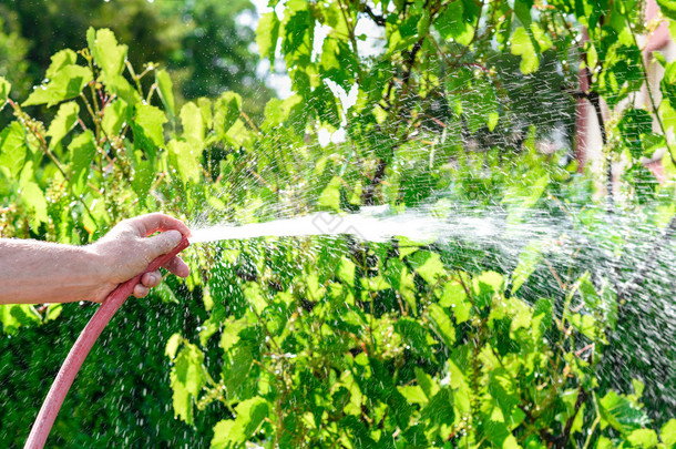 Gardener watering his vine plants