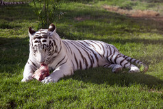 白老虎吃新鲜的肉