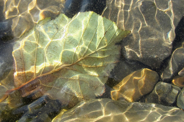 石头和叶下透明的水。A 关闭的水覆盖，模糊的石头和叶儿在河床上。抽象背景.