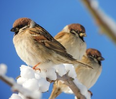 麻雀 (麻雀)