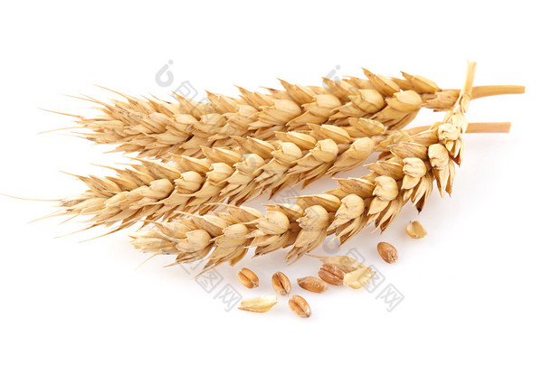 小麦的<strong>穗</strong>状花序在特写