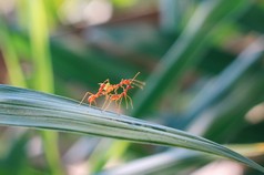 红蚂蚁团队在绿色的性质或在花园里