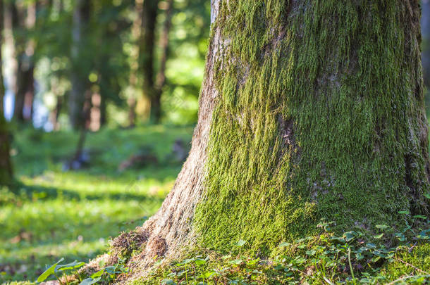 树桩与秋天的树林里的苔藓。老树桩覆盖无线