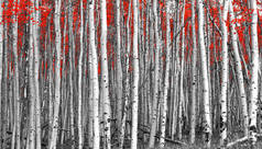 在黑白森林景观中的红树叶子