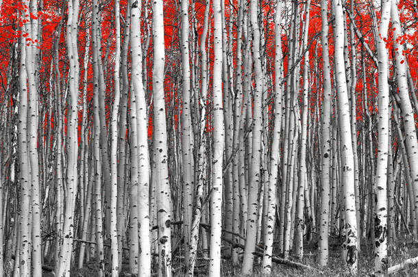 在黑白森林景观中的红树叶子