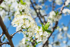 在盛开的梅花树。明媚的春光天空背景.