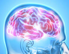 人类内部有机-大脑.