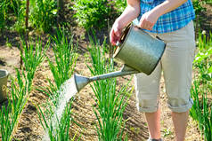 女人园丁浇灌花园喷壶圆葱.