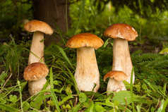 美味牛肝菌。在森林里长大许多年轻食用菌牛肝菌蓝靛果关闭。微妙的蘑菇.