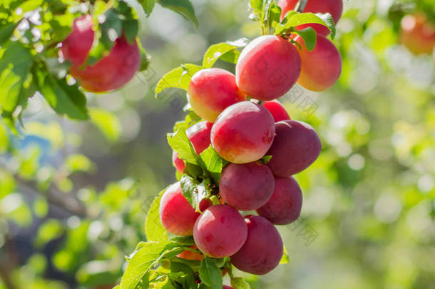 李子树与果子。在日出近的时候, 李子树上有美味的大红李子.