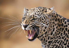 南非野生动物游戏保护区的咆哮豹.
